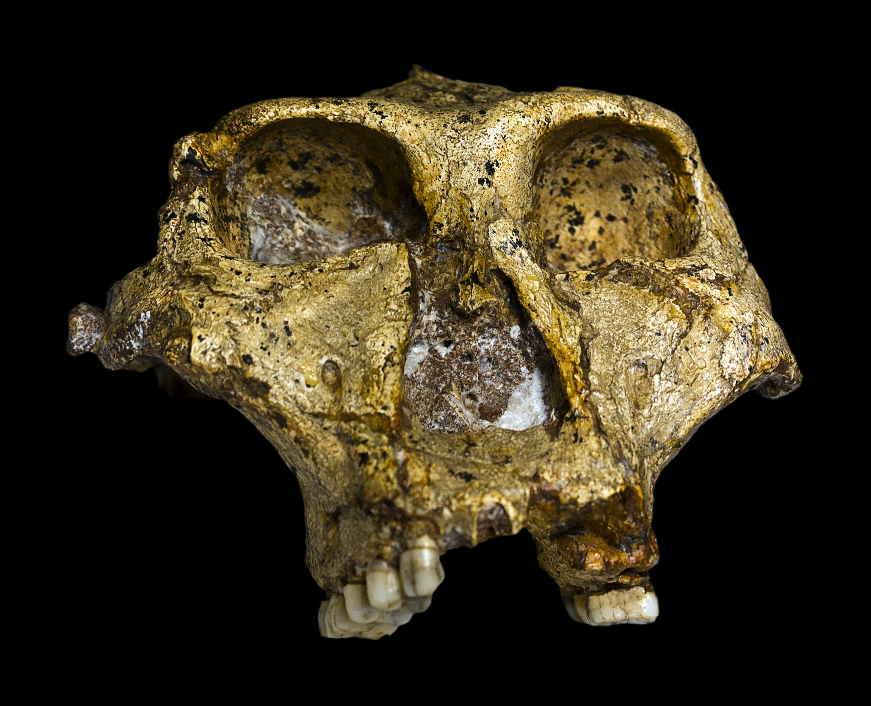 Featured image for Ancient Tooth Proteins Uncover Secrets of Early Human Relatives