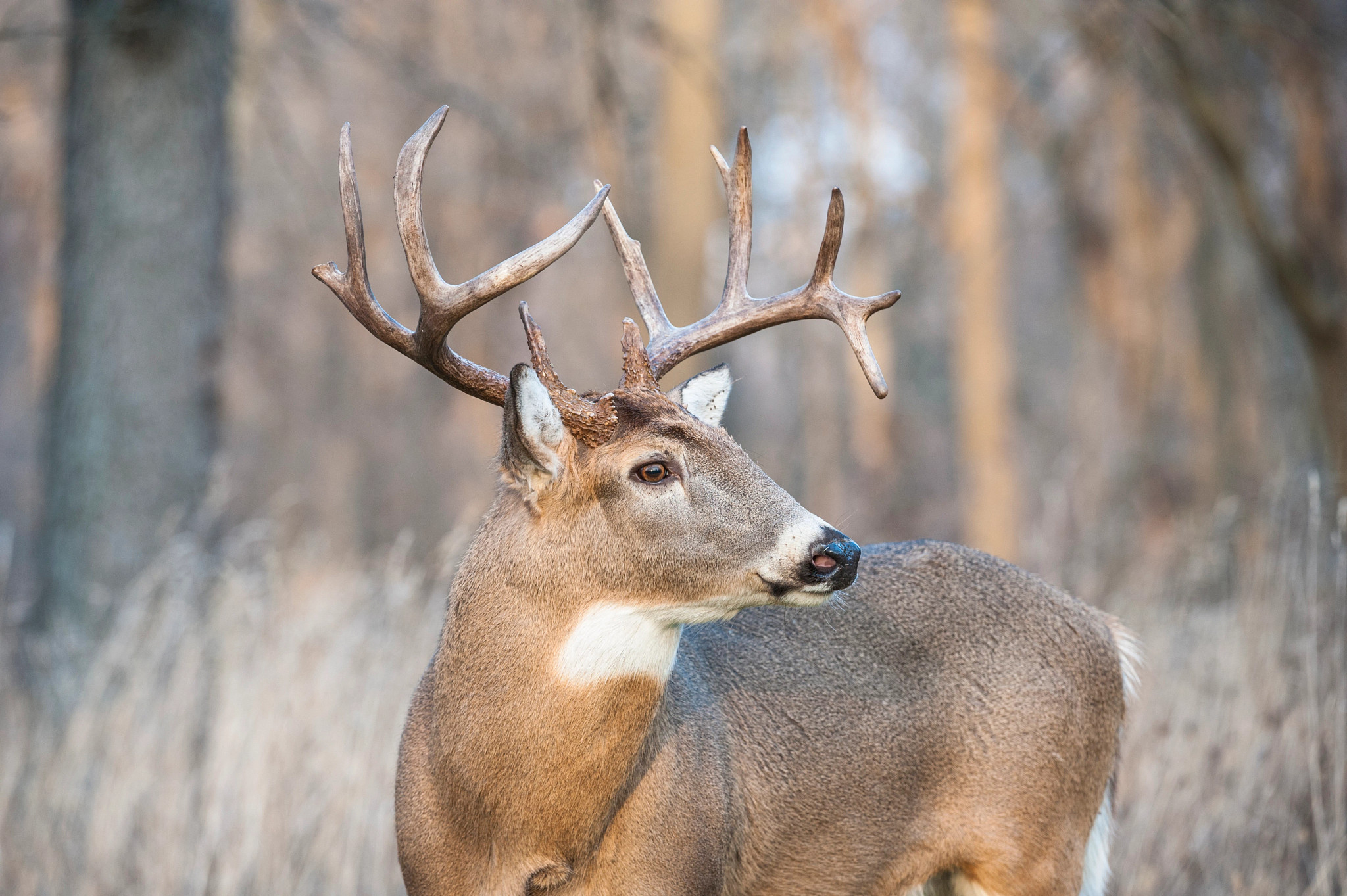 Wisconsin's 2023 Gun Deer Hunt Sees Decrease in Harvest and License Sales