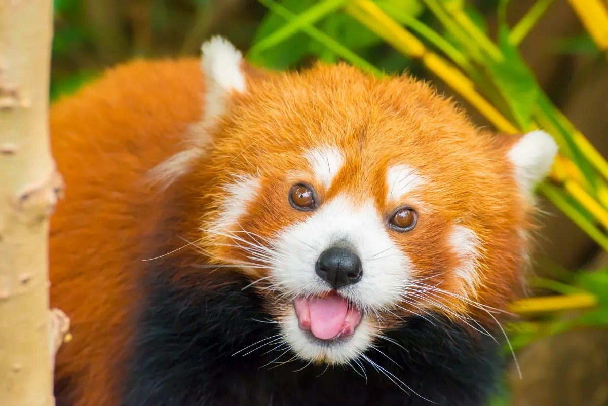 Featured image for Firefox at 20: Reflecting on its Legacy and Future