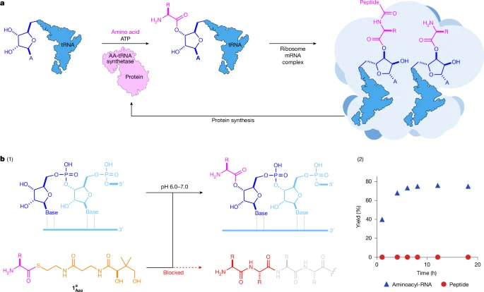 Featured image for New Insights into the Origin of Life and RNA's Role in Protein Formation
