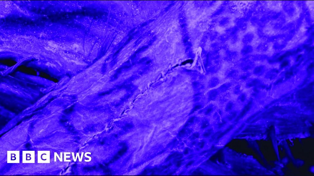 Featured image for Ancient Siberian Ice Mummy Reveals Intricate Tattoos and Cultural Insights