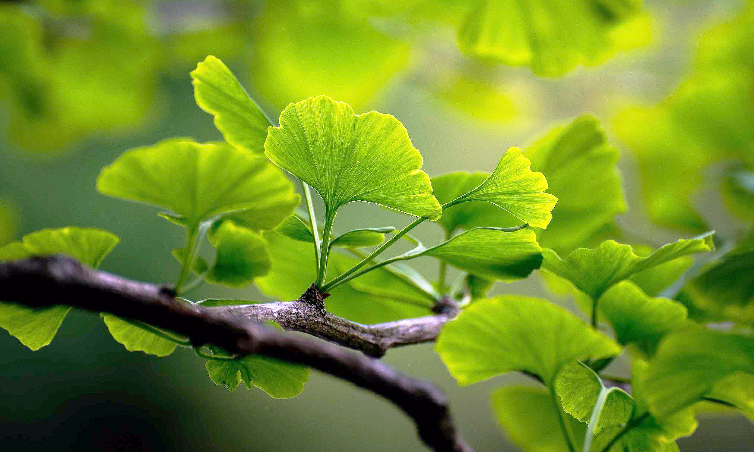 Featured image for Tree Leaves May Boost Circulation and Prevent Clots