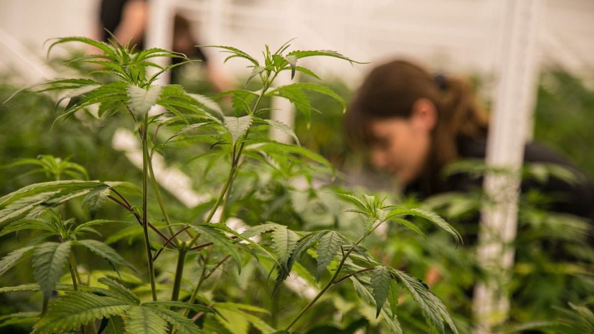 Featured image for Florida Supreme Court Examines Arguments for Recreational Marijuana Legalization