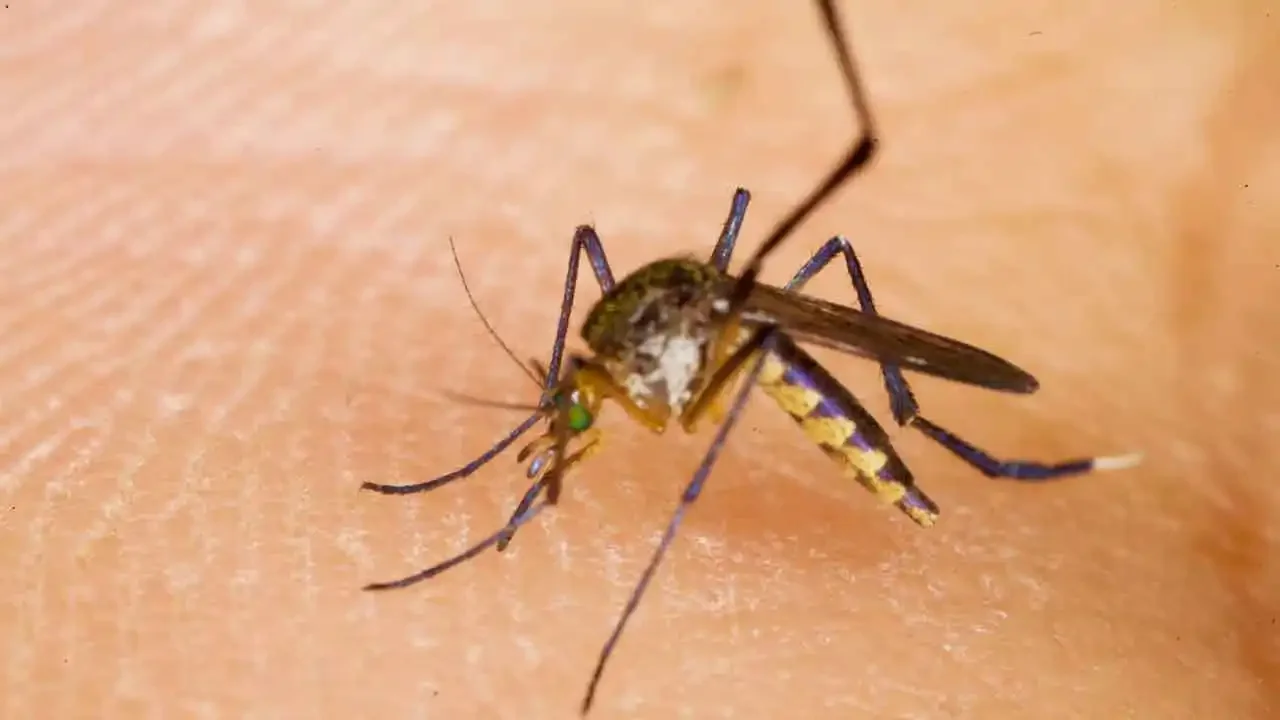 The Unpleasant Reason Why Mosquitoes Love You.