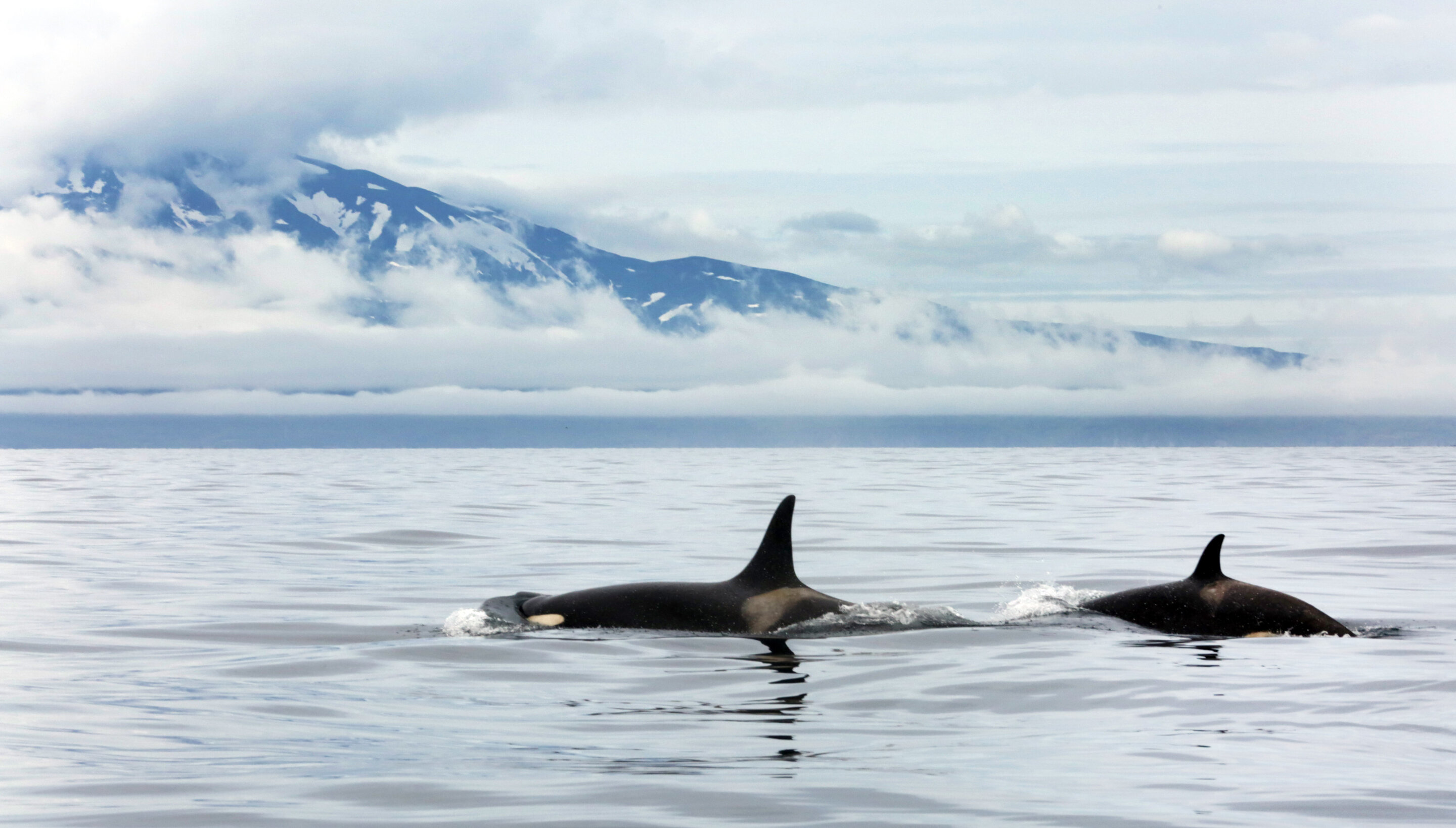 Ancient Sanctuary: Orcas' 20,000-Year-Old Refuge Discovered in Northern Pacific