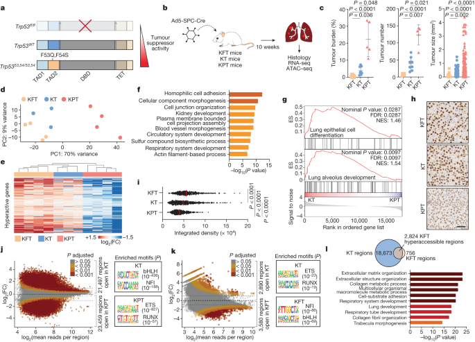 p53's Role in Lung Cancer Suppression: Unveiling the Tissue-Regeneration Program