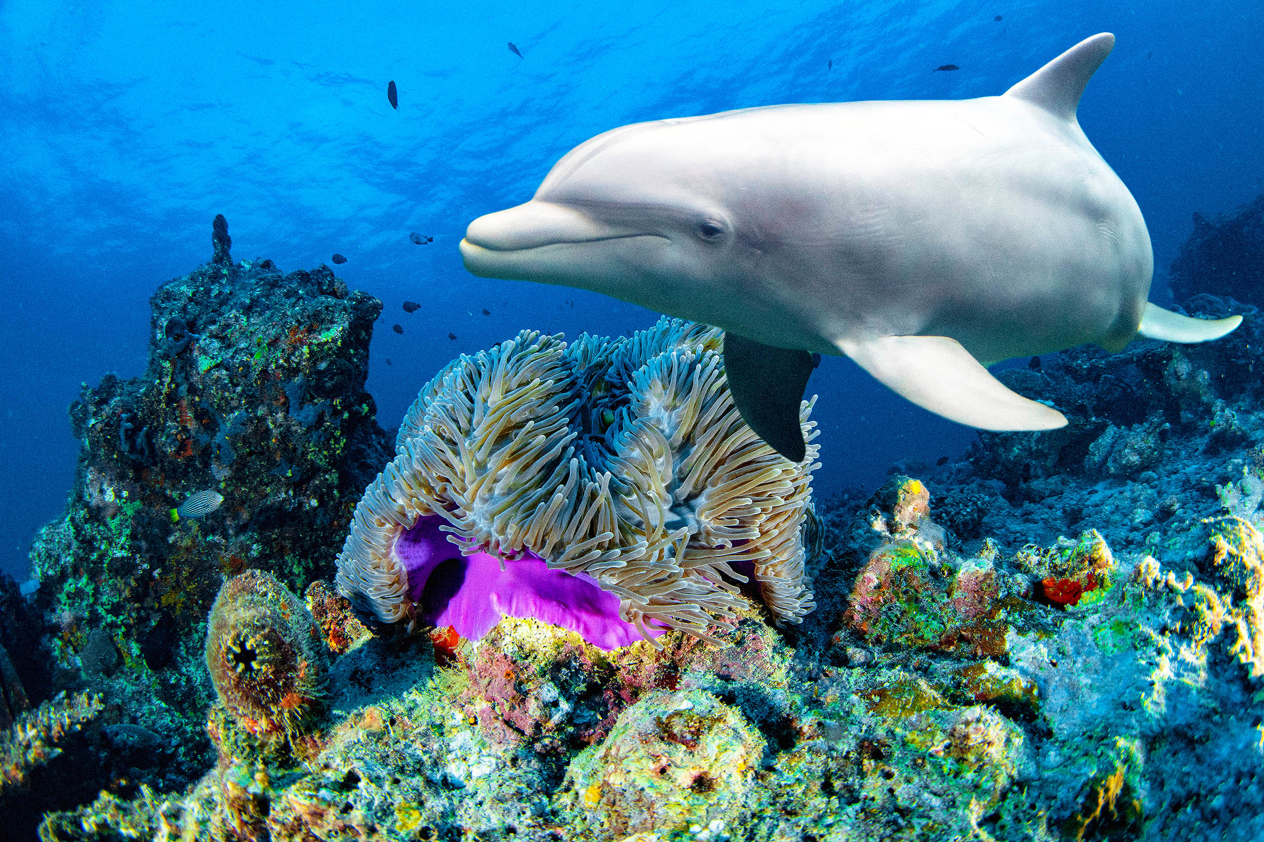 Whales and Dolphins Contaminated by Microplastics