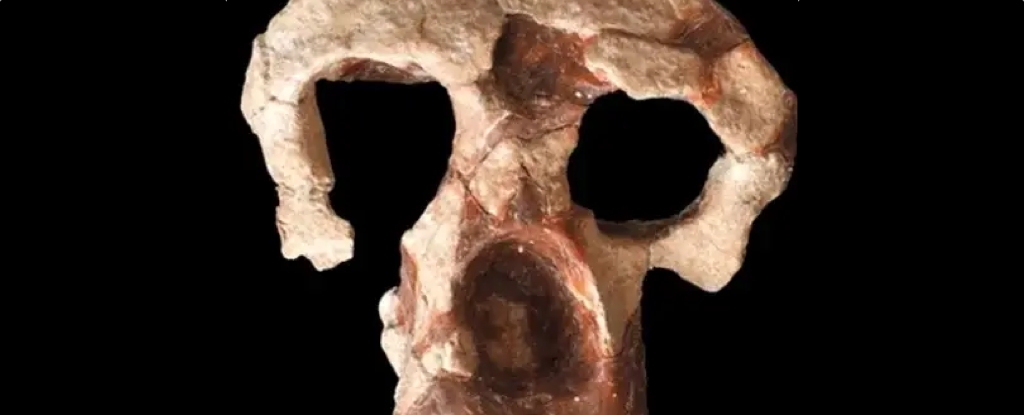 Featured image for "Unearthed Skull Shakes Up Human Ancestry Theories"