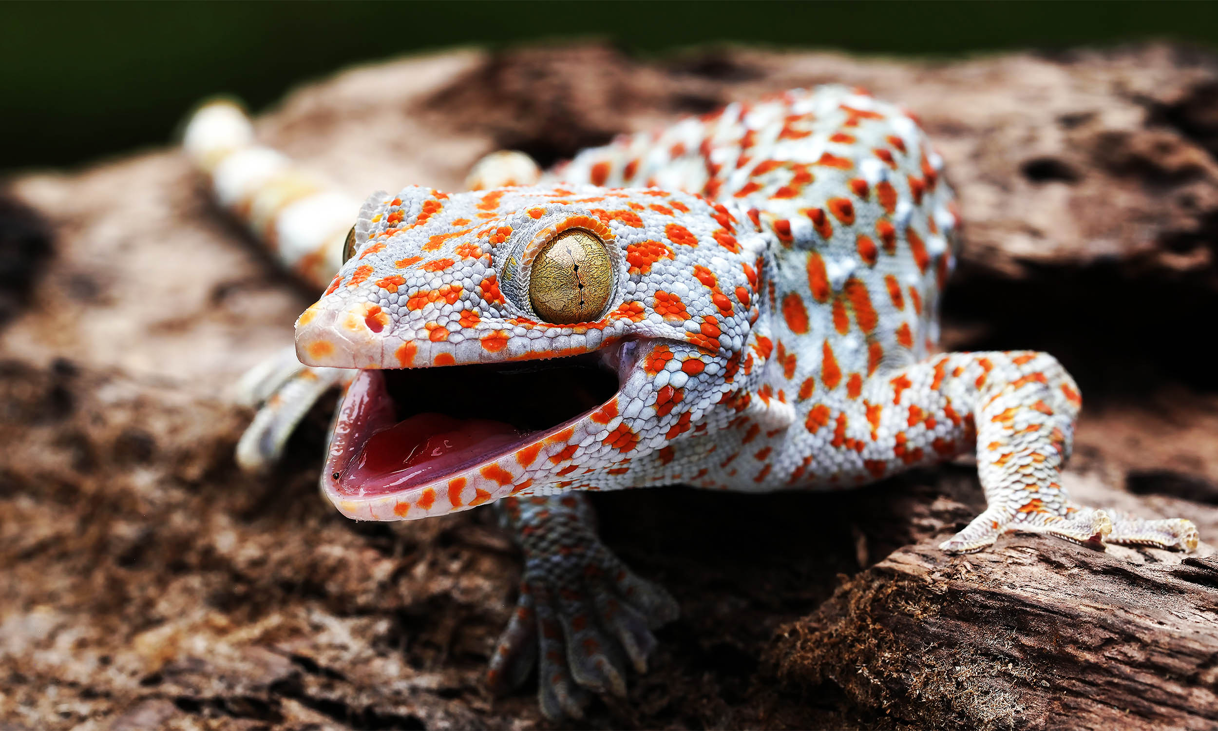 Featured image for Animals' 'Sixth Sense' Reveals New Insights into Sound Perception