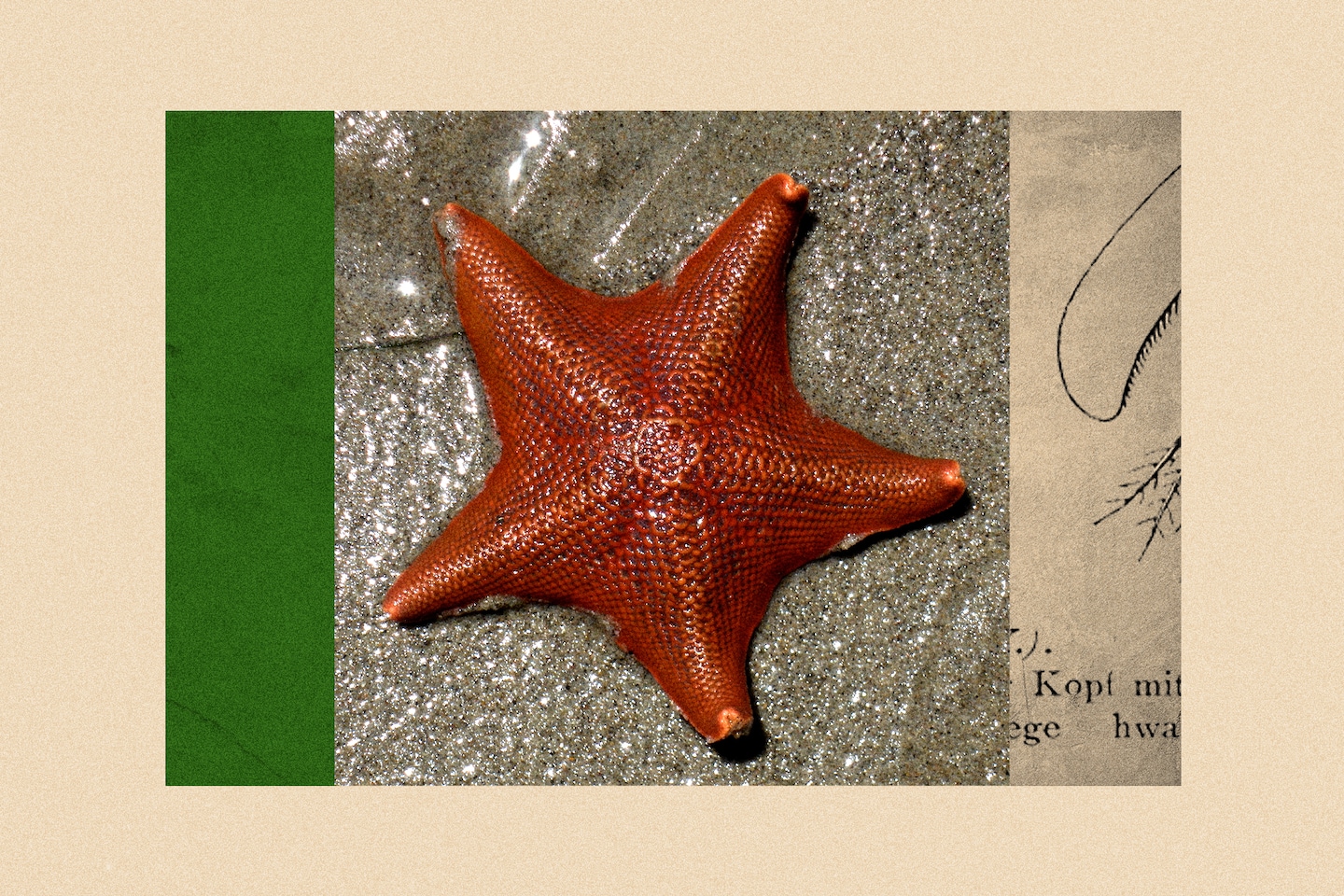 Featured image for Decoding the Enigmatic Head of a Starfish