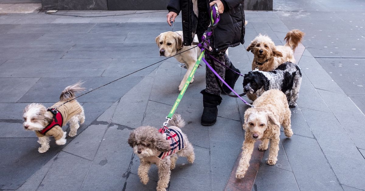 Featured image for Unraveling the Enigma: Investigating the Nationwide Dog Illness