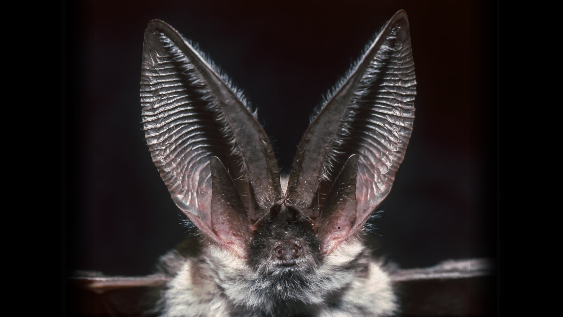 Featured image for Top Animal with the Sharpest Hearing