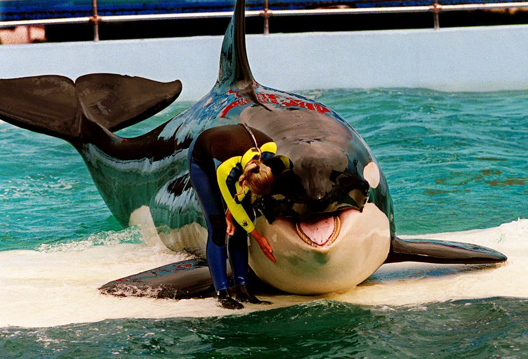 Featured image for Lolita the Orca Could Finally Return to the Pacific After 52 Years in Captivity.