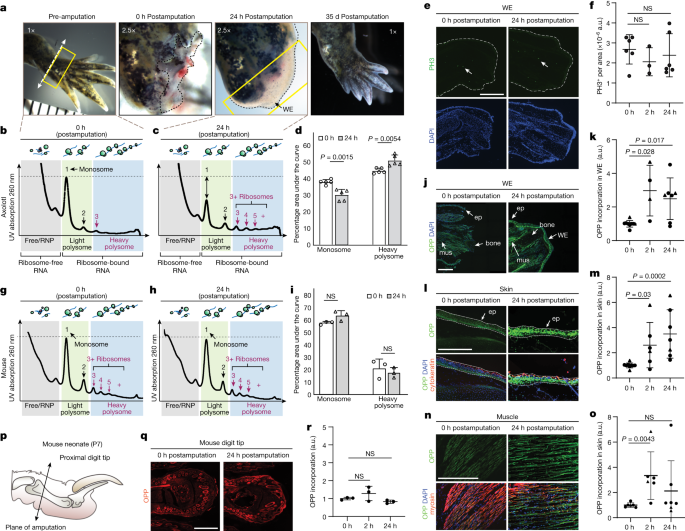 Featured image for Unveiling the Key Protein Variant Driving Salamanders' Regenerative Potential