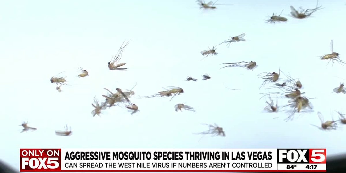 Featured image for "Rampant Rise of Aggressive Mosquitoes in Las Vegas Valley Sparks Concern"