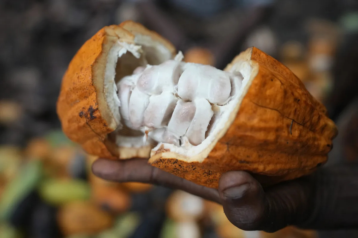 Featured image for Illegal Cocoa Farming in Nigerian Rainforest Fuels Chocolate Industry