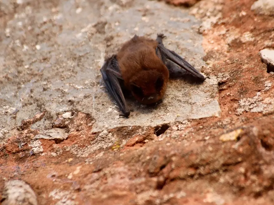 Featured image for Increase in Bat Encounters Raises Rabies Concerns in Illinois