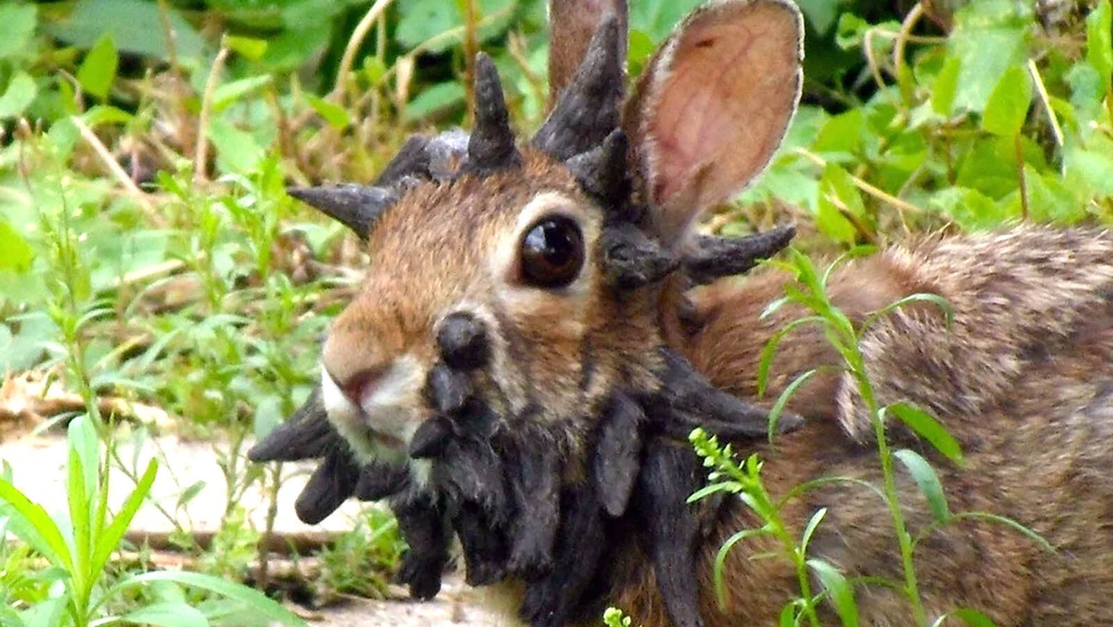Featured image for Colorado Rabbits Develop Horns and Tentacles Due to Virus