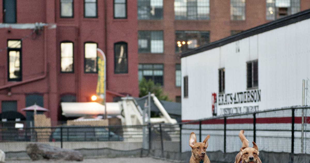 Featured image for Canine flu outbreak prompts warnings and precautions for dog owners.