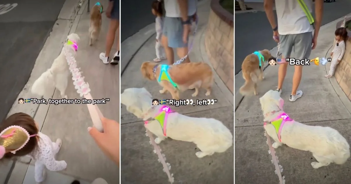 Toddler Steers Twin Goldens on a Multilingual Park Walk