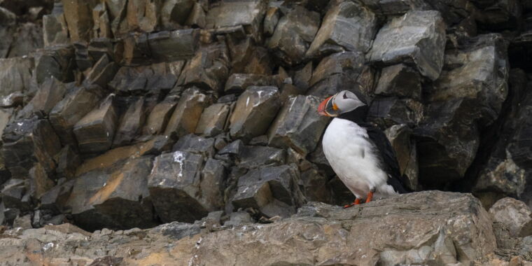 Featured image for Climate Change Spurs Evolution: New Hybrid Puffin Subspecies Emerges