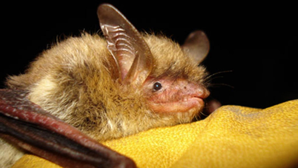 Featured image for Rabid Bat Found in Escambia County Park Prompts Advisory