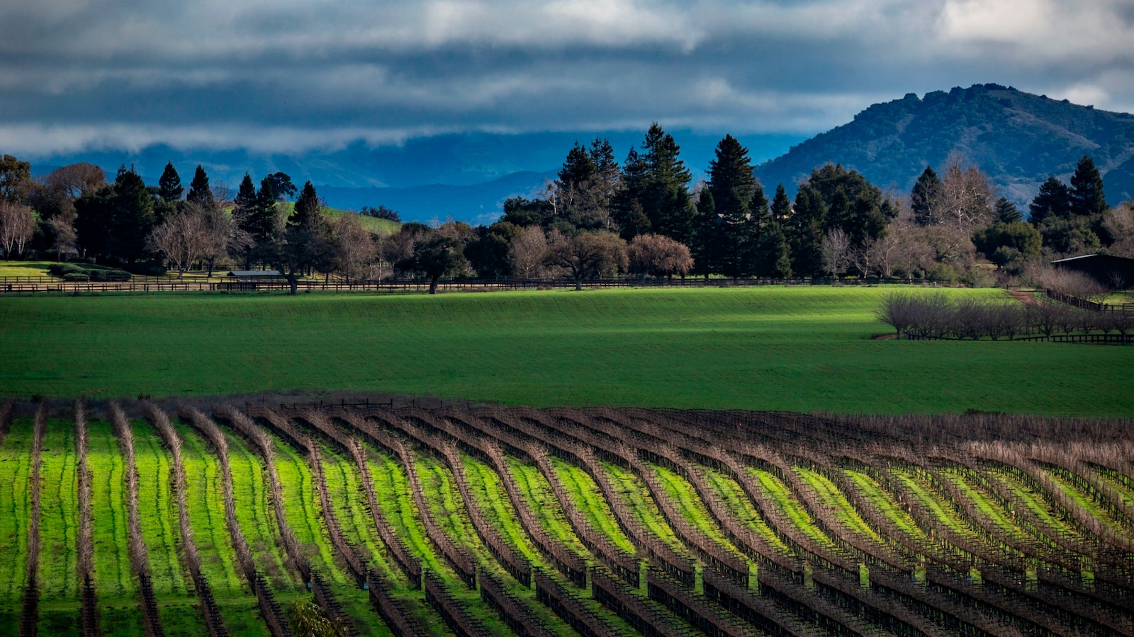 "Climate Change Threatens 70% of Global Wine Regions, Scientists Warn"