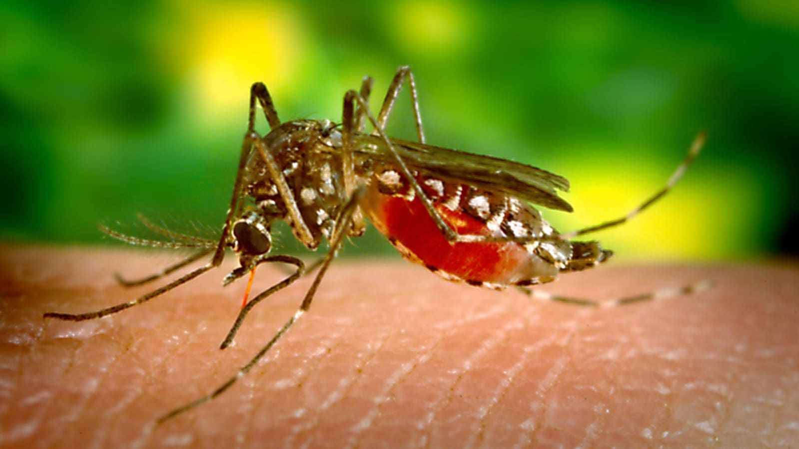"Promising Trial of First Dengue Fever Prevention Pill Amid Growing U.S. Fears"