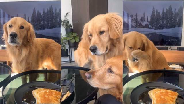 Featured image for Golden Retrievers Fixate on Pancakes and React