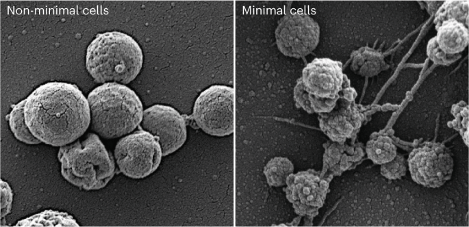 Survival Against All Odds: Natural Selection Prevails Despite Limitations