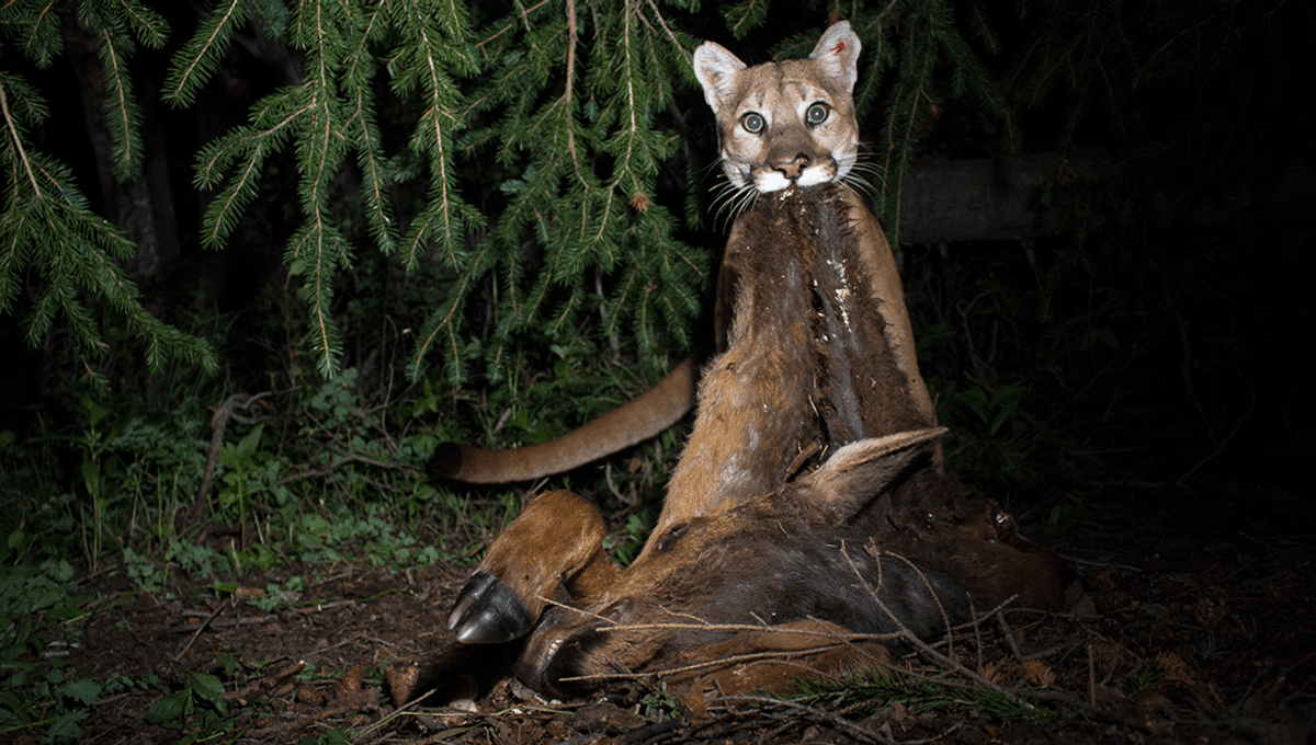 Featured image for Cougars Use Carcasses to Lure Prey to Hunting Spots