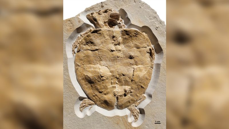Featured image for "Rare Discovery: Remarkably Intact Jurassic Sea Turtle Fossil Unveils Complete Skull and Limbs"