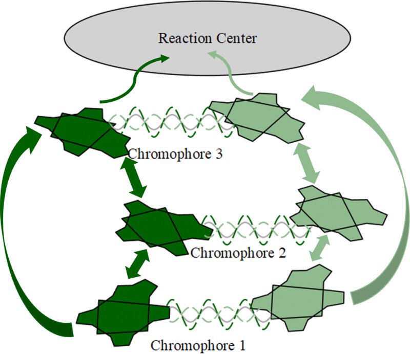 Featured image for Photosynthesis and the Fifth State of Matter: A New Link Discovered