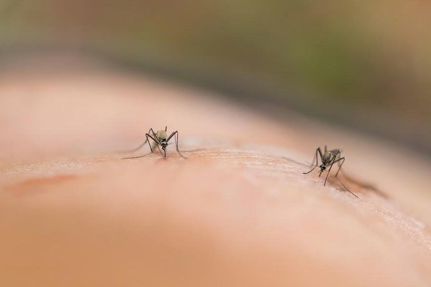 Featured image for Habits That Increase Mosquito Attraction