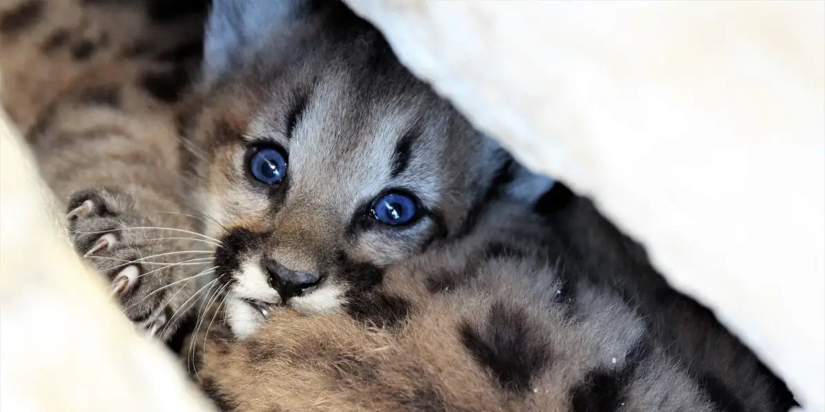 Featured image for "New litter of adorable mountain lion kittens discovered near Los Angeles"