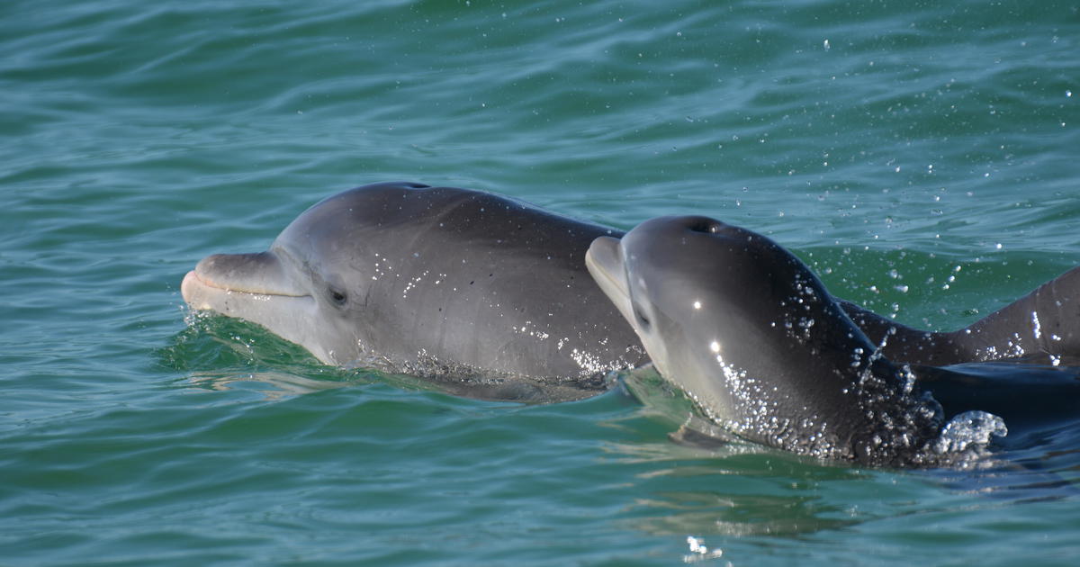 Featured image for Dolphins communicate with calves using baby talk.