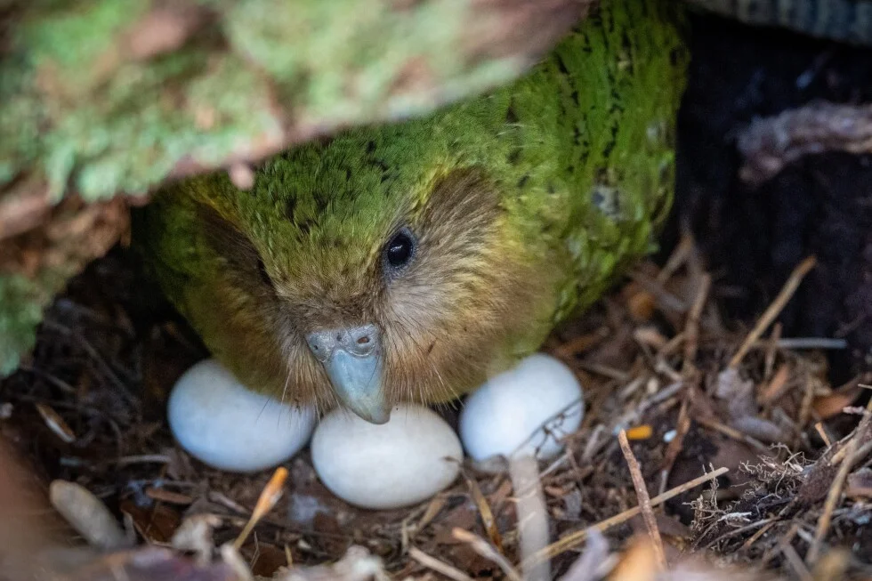 Fruit boom could trigger a record breeding season for New Zealand’s kakapo