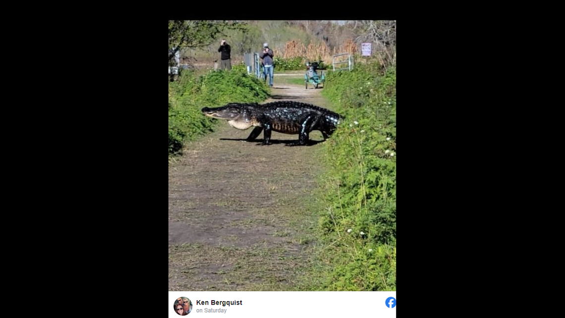 "Massive Alligator Strolls Through Florida Swamp in Viral Video: Size Revealed!"