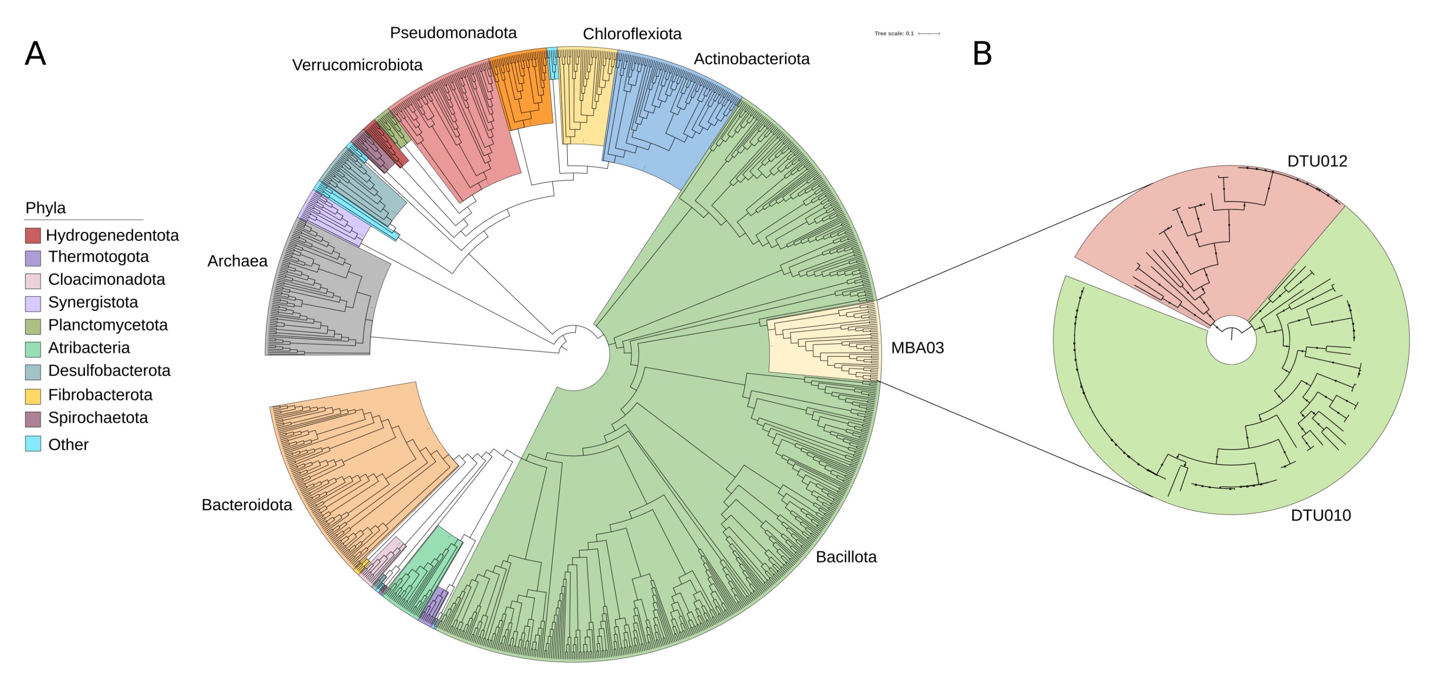 Unveiling a Promising Bacterial Order for Enhanced Biogas Production