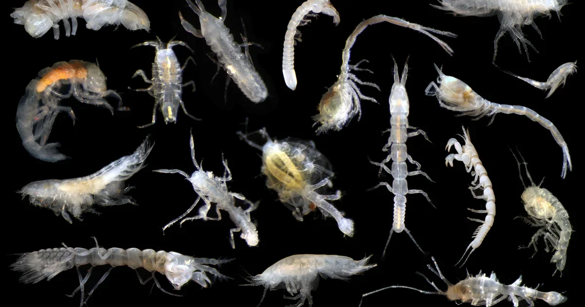 "Discovery of 5,000+ New Species in Pacific Ocean Raises Concerns"