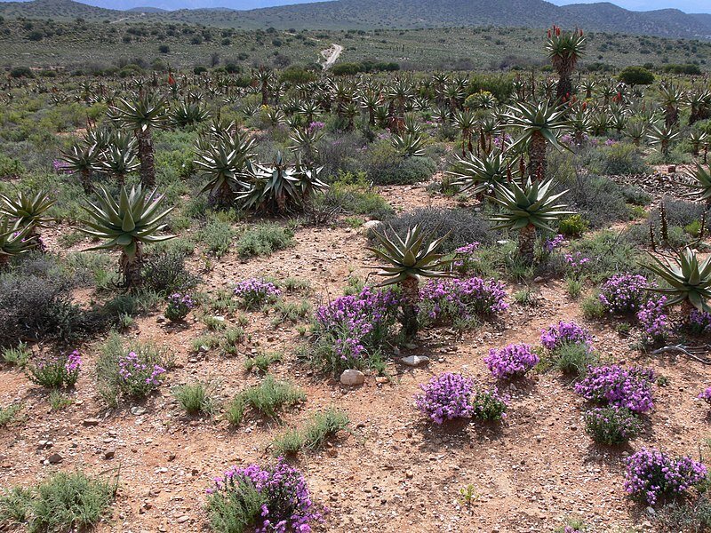 Did Our Ancestors Find South Africa's Interior More Hospitable?