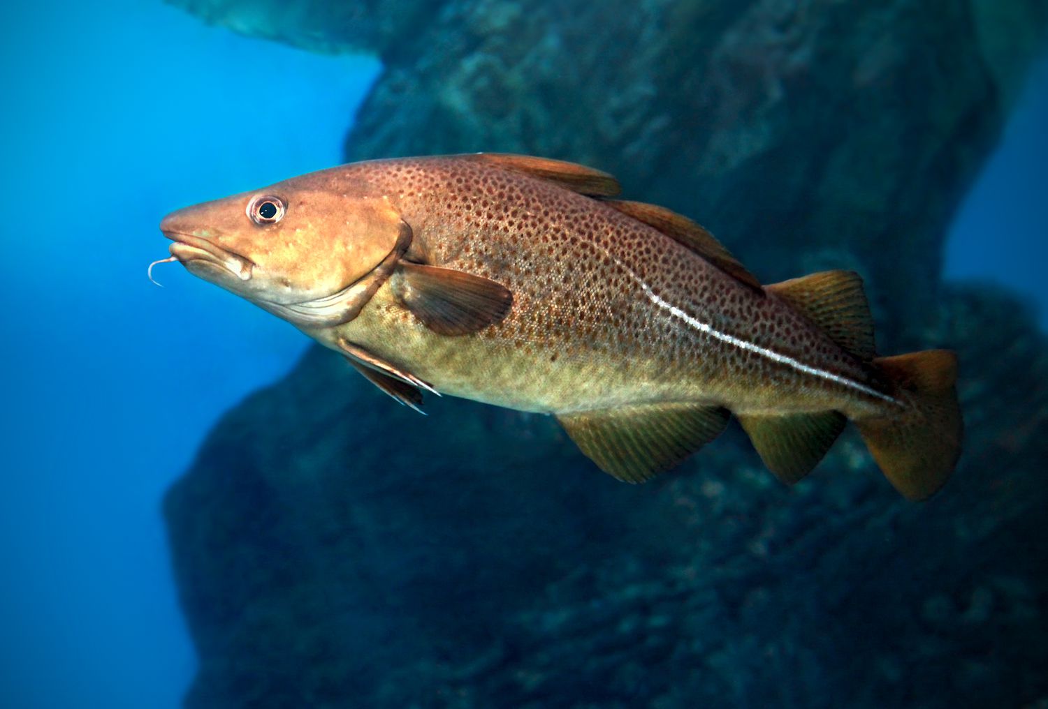 "Unlocking the Power of Omega-3: Cod Liver Oil and Top Fish Oil Supplements"