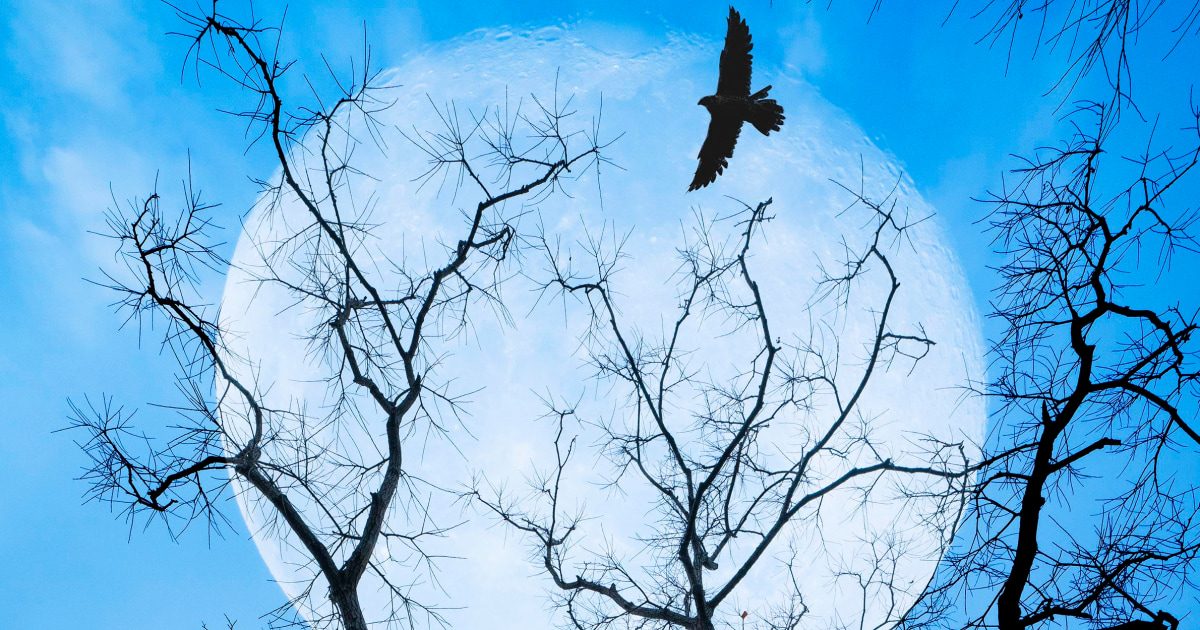 Featured image for "January 2024: How the Full Moon in Leo Will Impact Your Zodiac Sign"