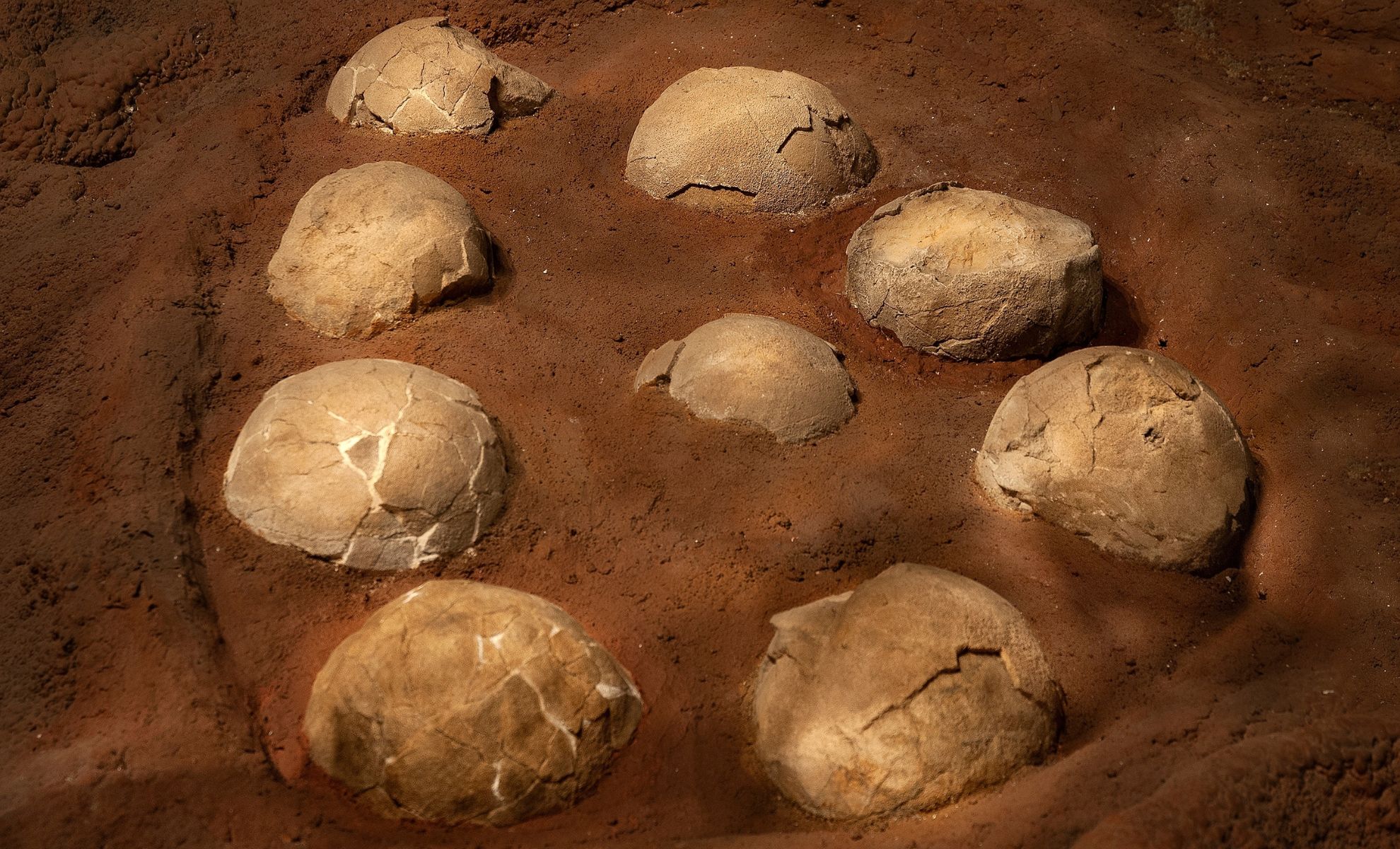 Featured image for Scientists Unlock Secrets of Dinosaur Egg Time Capsule