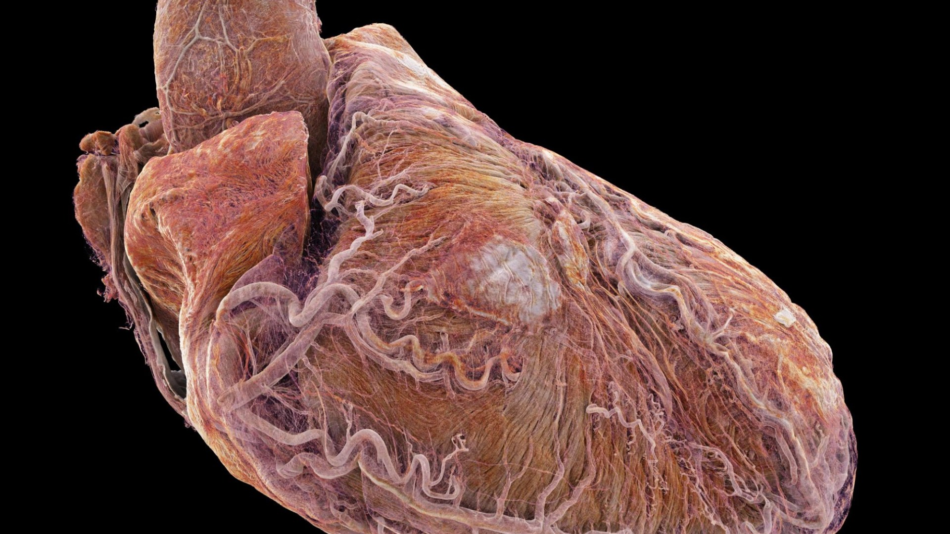 Featured image for "Google Earth Heart Video Explores Two Unique Organs"