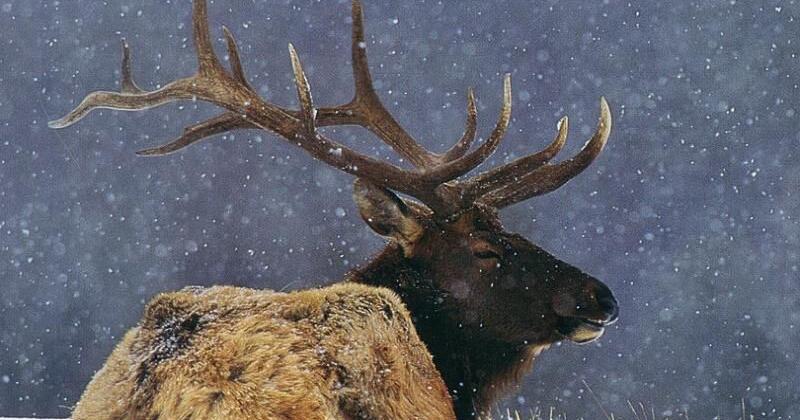 Featured image for "Wildlife Agencies Promote CWD Testing for Hunters"