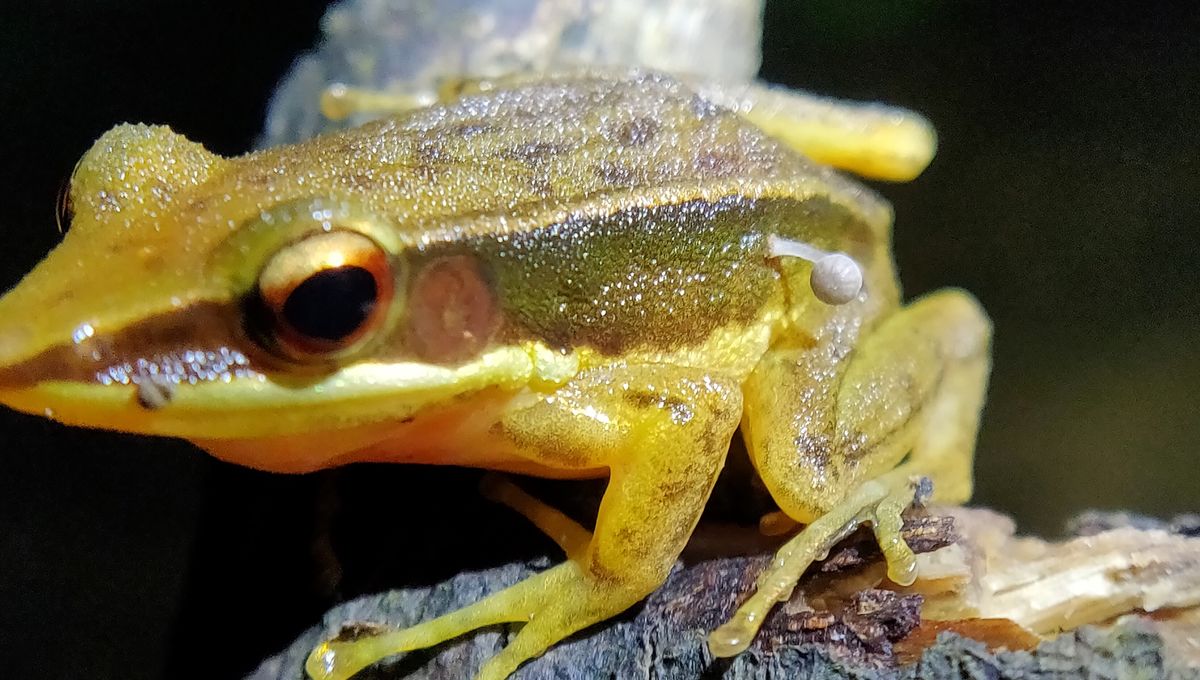 Featured image for Frog Hosts Surprise Mushroom Growth