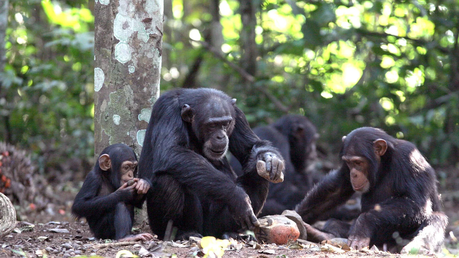 Chimpanzee Cultures Mirror Human Innovation and Technological Advancement