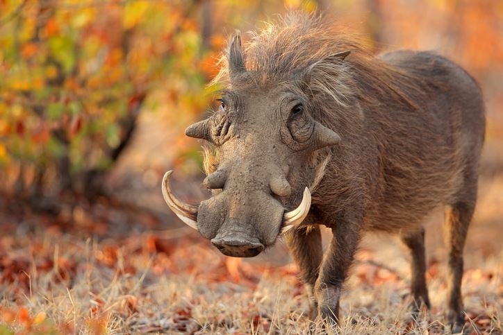 Featured image for "Man's Pet Warthog Turns Deadly"