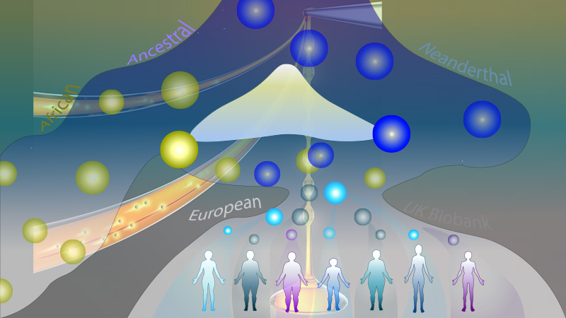 Featured image for Neanderthal DNA Continues to Impact Modern Humans, UCLA Study Shows.